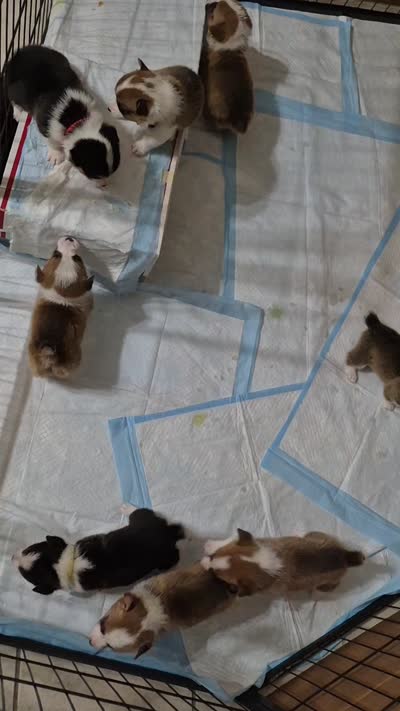 Coco Pink - AKC, a female Pembroke Welsh Corgi for sale in Carrollton, TX – 4 of 4