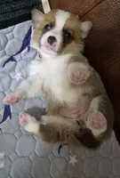 Coco Pink - AKC, a female Pembroke Welsh Corgi for sale in Carrollton, TX – 3 of 4