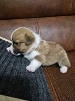 Fortunate Beige - AKC, a female Pembroke Welsh Corgi for sale in Carrollton, TX – 2 of 2
