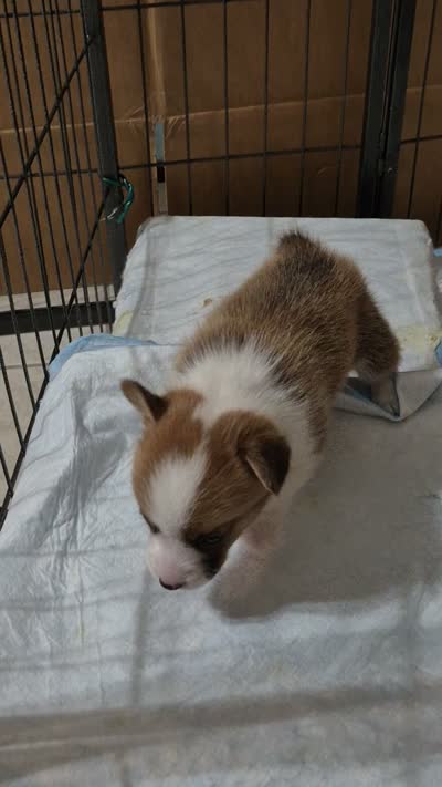 Handsome Blue - AKC, a male Pembroke Welsh Corgi for sale in Carrollton, TX – 5 of 6