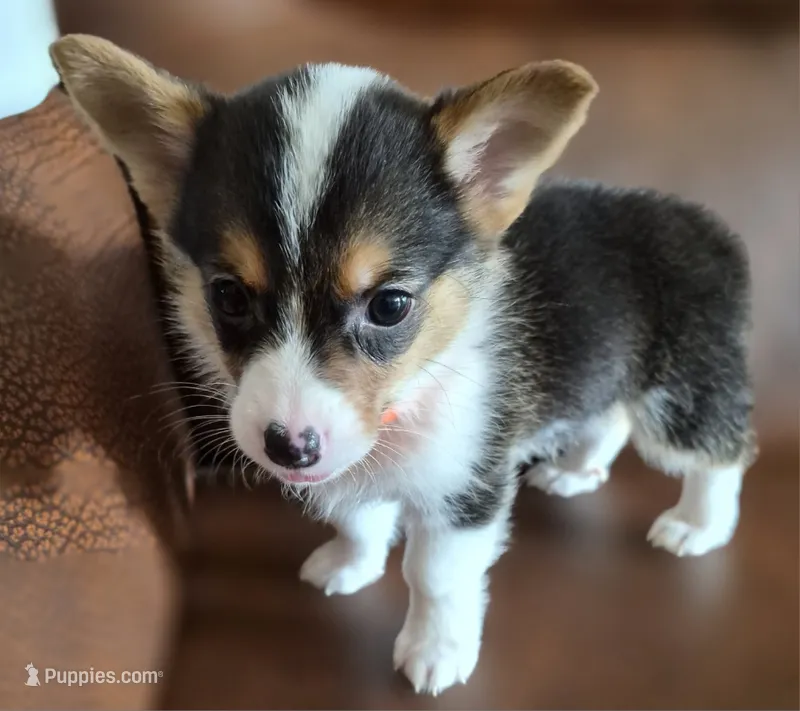 Smile Orange - AKC – Pembroke Welsh Corgi puppy for sale in Carrollton, TX