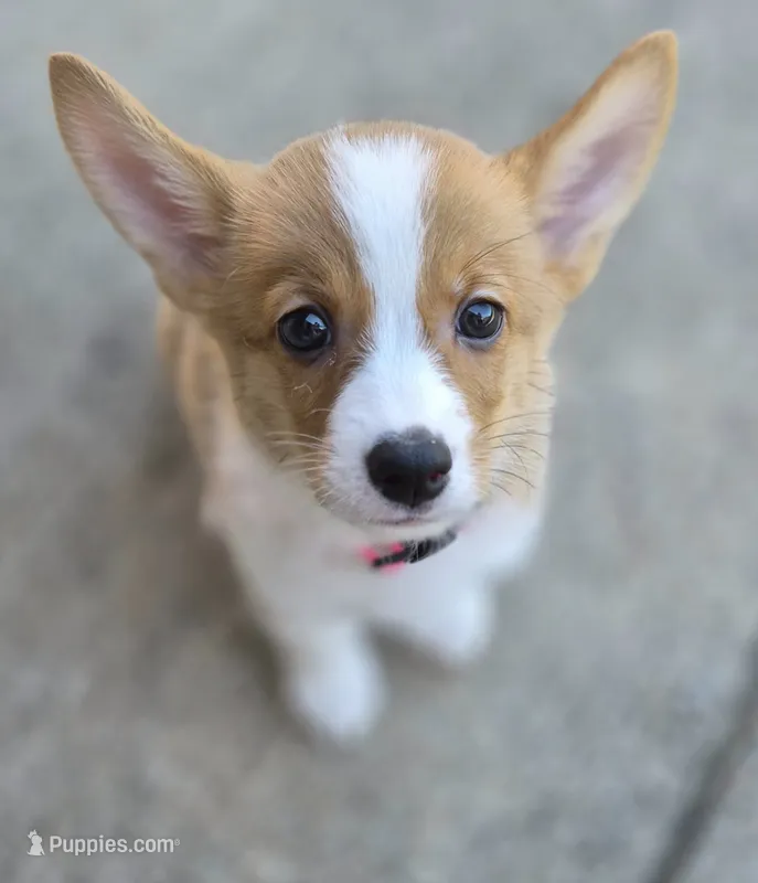 Coco Pink - AKC – Pembroke Welsh Corgi puppy for sale in Carrollton, TX
