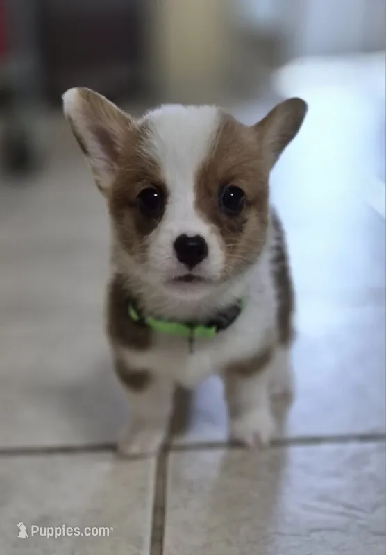 Forever Green - AKC – Pembroke Welsh Corgi puppy for sale in Carrollton, TX