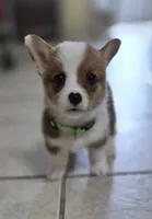 Speedy Green - AKC, a female Pembroke Welsh Corgi for sale in Carrollton, TX – 1 of 5
