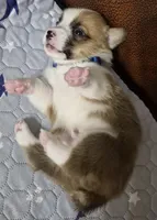 Asher Blue - AKC, a male Pembroke Welsh Corgi for sale in Carrollton, TX – 3 of 5