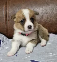 Coco Pink - AKC, a female Pembroke Welsh Corgi for sale in Carrollton, TX – 2 of 4