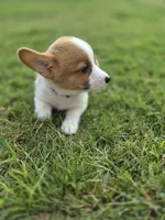 Handsome Blue - AKC, a male Pembroke Welsh Corgi for sale in Carrollton, TX – 4 of 6