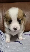 Breeze Purple - AKC, a female Pembroke Welsh Corgi for sale in Carrollton, TX – 3 of 3