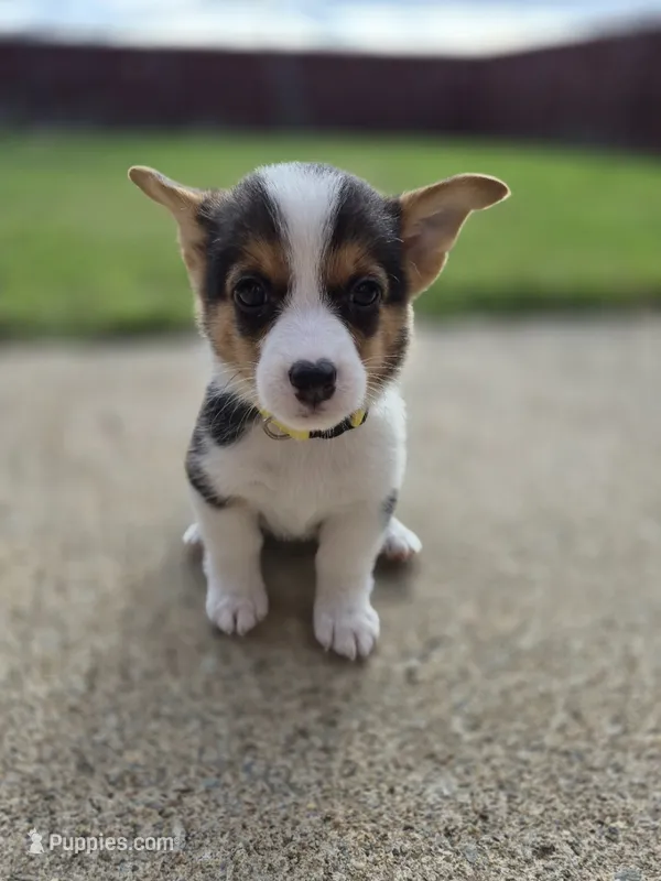 Gentle Yellow - AKC – Pembroke Welsh Corgi puppy for sale in Carrollton, TX