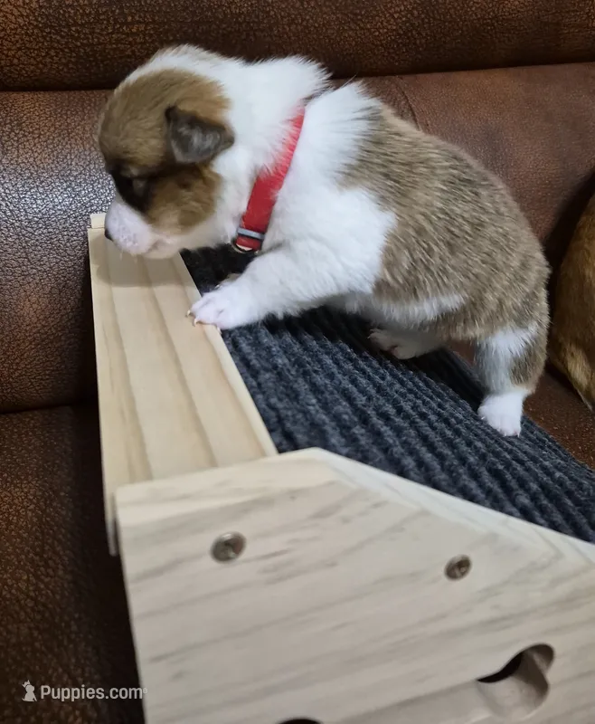 Cool Red - AKC – Pembroke Welsh Corgi puppy for sale in Carrollton, TX