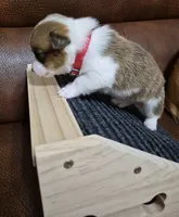 Cool Red - AKC, a female Pembroke Welsh Corgi for sale in Carrollton, TX – 1 of 4