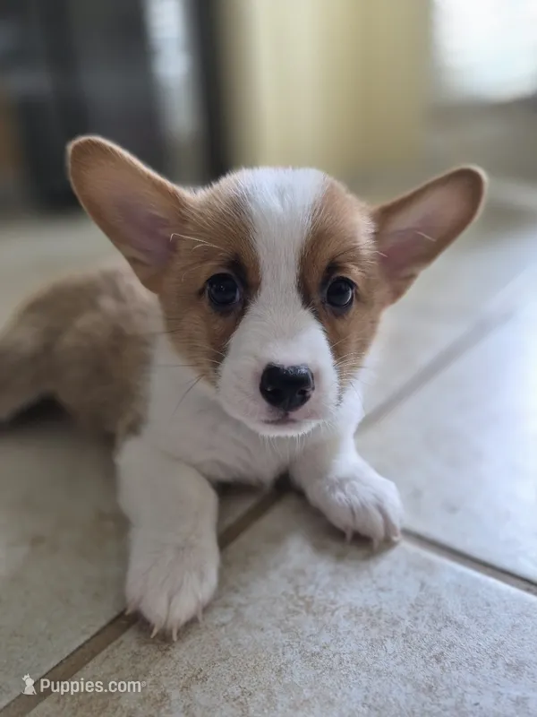 Handsome Blue - AKC – Pembroke Welsh Corgi puppy for sale in Carrollton, TX