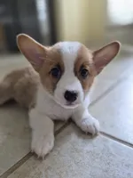 Handsome Blue - AKC, a male Pembroke Welsh Corgi for sale in Carrollton, TX – 1 of 6