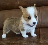 Singer Purple - AKC, a female Pembroke Welsh Corgi for sale in Carrollton, TX – 4 of 6