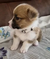 Alpha Beige - AKC, a male Pembroke Welsh Corgi for sale in Carrollton, TX – 3 of 5
