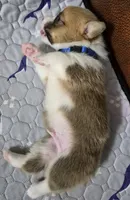 Asher Blue - AKC, a male Pembroke Welsh Corgi for sale in Carrollton, TX – 5 of 5