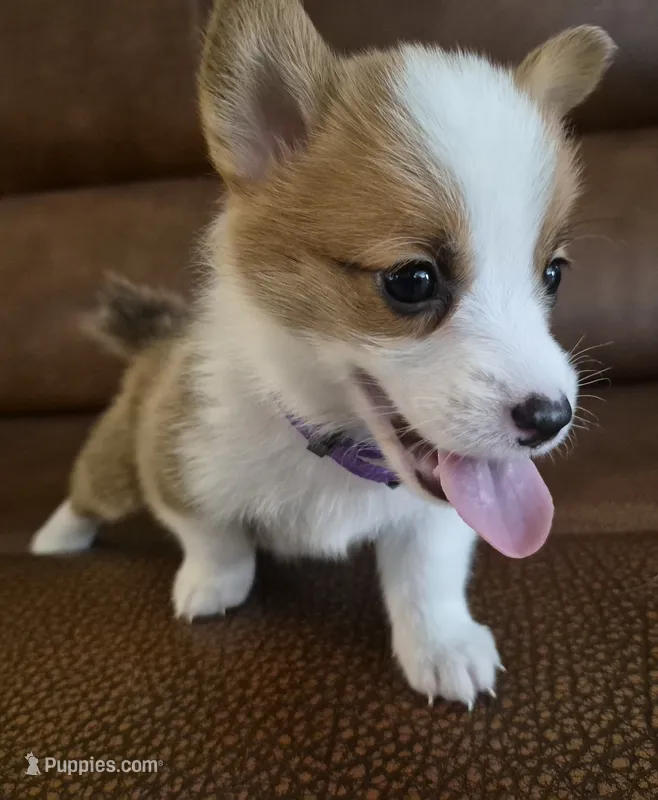 Singer Purple - AKC – Pembroke Welsh Corgi puppy for sale in Carrollton, TX