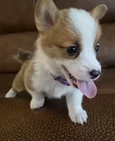 Singer Purple - AKC, a female Pembroke Welsh Corgi for sale in Carrollton, TX – 1 of 6