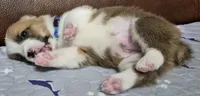 Asher Blue - AKC, a male Pembroke Welsh Corgi for sale in Carrollton, TX – 4 of 5