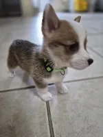 Speedy Green - AKC, a female Pembroke Welsh Corgi for sale in Carrollton, TX – 3 of 5