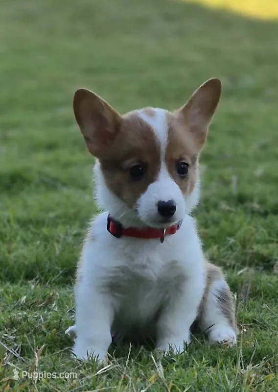 Sweet Red - AKC – Pembroke Welsh Corgi puppy for sale in Carrollton, TX