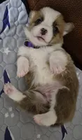 Breeze Purple - AKC, a female Pembroke Welsh Corgi for sale in Carrollton, TX – 2 of 3