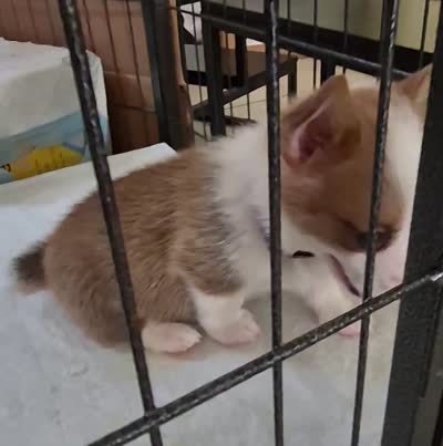 Singer Purple - AKC, a female Pembroke Welsh Corgi for sale in Carrollton, TX – 6 of 6