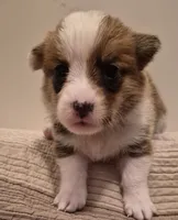 Asher Blue - AKC, a male Pembroke Welsh Corgi for sale in Carrollton, TX – 2 of 5