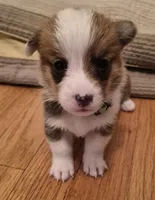 Green - AKC, a male Pembroke Welsh Corgi for sale in Carrollton, TX – 1 of 2