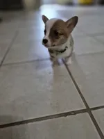 Speedy Green - AKC, a female Pembroke Welsh Corgi for sale in Carrollton, TX – 2 of 5