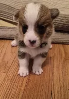 Green - AKC, a male Pembroke Welsh Corgi for sale in Carrollton, TX – 2 of 2