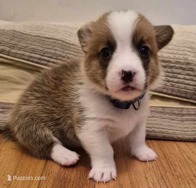 Asher Blue - AKC – Pembroke Welsh Corgi puppy for sale in Carrollton, TX