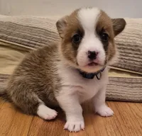 Asher Blue - AKC, a male Pembroke Welsh Corgi for sale in Carrollton, TX – 1 of 5