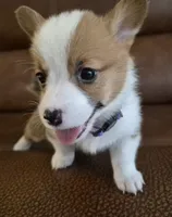 Singer Purple - AKC, a female Pembroke Welsh Corgi for sale in Carrollton, TX – 5 of 6