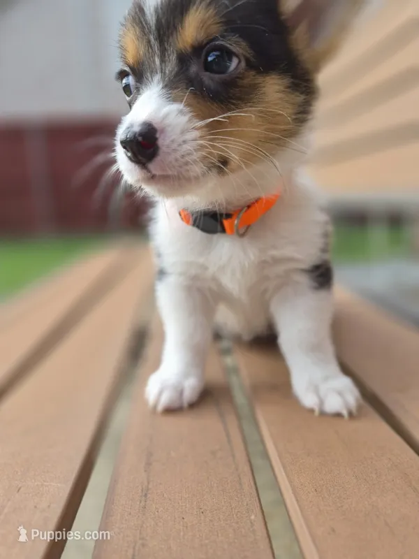 Smile Orange - AKC – Pembroke Welsh Corgi puppy for sale in Carrollton, TX