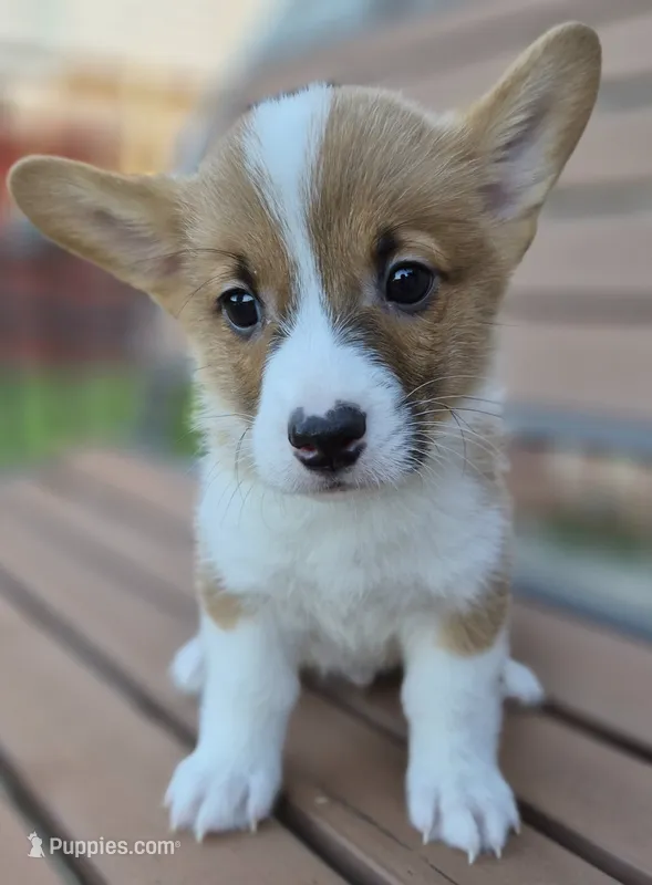 Alpha Beige - AKC – Pembroke Welsh Corgi puppy for sale in Carrollton, TX