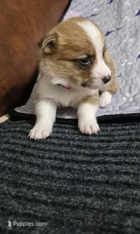 Coco Pink - AKC – Pembroke Welsh Corgi puppy for sale in Carrollton, TX