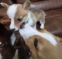 Speedy Green - AKC, a female Pembroke Welsh Corgi for sale in Carrollton, TX – 4 of 5