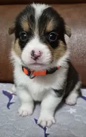 Orange - AKC, a male Pembroke Welsh Corgi for sale in Carrollton, TX – 3 of 3