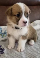 Alpha Beige - AKC, a male Pembroke Welsh Corgi for sale in Carrollton, TX – 4 of 5