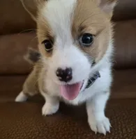 Singer Purple - AKC, a female Pembroke Welsh Corgi for sale in Carrollton, TX – 3 of 6