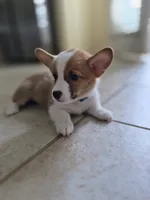 Handsome Blue - AKC, a male Pembroke Welsh Corgi for sale in Carrollton, TX – 2 of 6