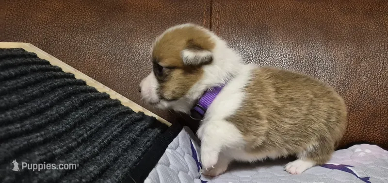 Breeze Purple - AKC – Pembroke Welsh Corgi puppy for sale in Carrollton, TX