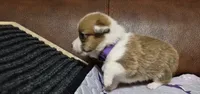 Breeze Purple - AKC, a female Pembroke Welsh Corgi for sale in Carrollton, TX – 1 of 3