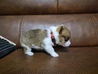 Cool Red - AKC, a female Pembroke Welsh Corgi for sale in Carrollton, TX – 3 of 4