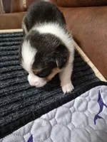 Happy Yellow - AKC, a female Pembroke Welsh Corgi for sale in Carrollton, TX – 2 of 3