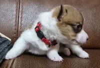 Cool Red - AKC, a female Pembroke Welsh Corgi for sale in Carrollton, TX – 2 of 4