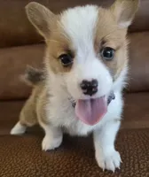 Singer Purple - AKC, a female Pembroke Welsh Corgi for sale in Carrollton, TX – 2 of 6