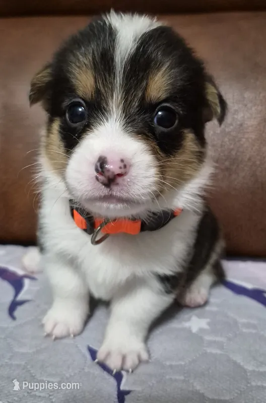 Orange - AKC – Pembroke Welsh Corgi puppy for sale in Carrollton, TX