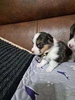 Happy Yellow - AKC, a female Pembroke Welsh Corgi for sale in Carrollton, TX – 3 of 3